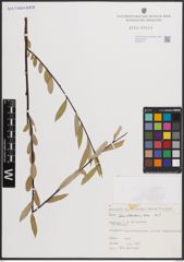 Foto von Salix elbursensis Boiss.